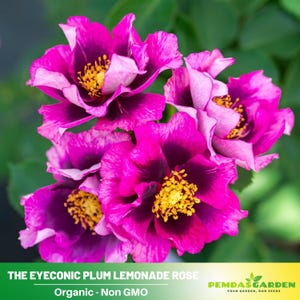 32+ Seeds| The Eyeconic Plum Lemonade Rose Seeds-Perennial -Authentic Seeds-Flowers -Organic. Non GMO-Mix Seeds for Plant-B3G1 - #1192