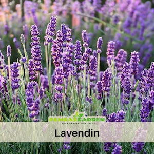 May include: Close-up of a field of Lavendin flowers, showcasing vibrant purple blooms with green stems and leaves. The image features a soft focus background, highlighting the detailed texture of the flowers. The text "Lavendin" is displayed at the bottom.