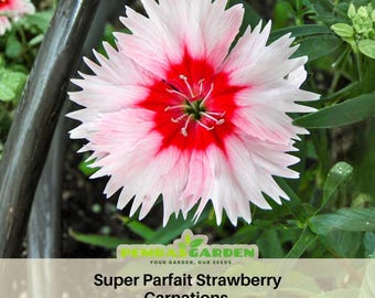 Super Parfait Strawberry Carnations - Dianthus Seeds - Open-Pollinated -Organic - Heirloom - Flower Seeds - Mix Seeds to Plant