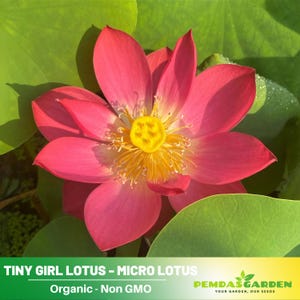 5 Rare Seeds| Tiny Girl Lotus -  Micro Lotus Seeds  - Indian Lotus (Nelumbo nucifera) Seeds - Flower Seeds -  #Q048