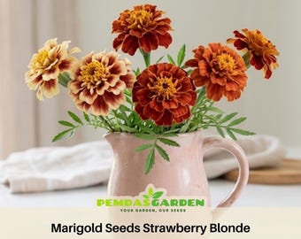 Marigold Seeds Strawberry Blonde Seeds - Open-Pollinating - Draft Resistant - Cold Resistant - Plant in Spring/After frost