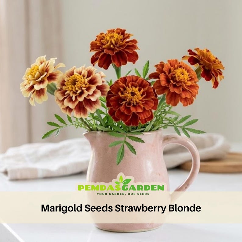 May include: A bouquet of marigold flowers in a pink ceramic pitcher. The flowers are a mix of colors, including deep red, orange, and yellow. The text "Marigold Seeds Strawberry Blonde" is at the bottom of the image.