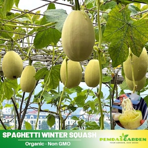 25 Seeds| Squash Seeds, Spaghetti Winter - Authentic Seeds ~ GMO Free ~ Seeds~Flower seeds~ Vegetable seeds~ Asian Garden~ Herbs   #7015