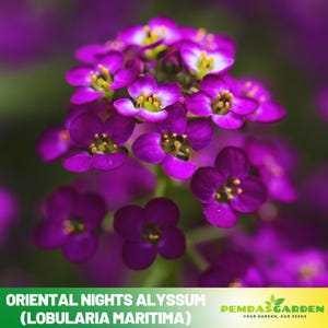 30+ Seeds| Oriental Nights Alyssum (Lobularia maritima) Seeds - Cold Resistant -Open-Pollinating -Drought Tolerant-Plant in Early Spring#309