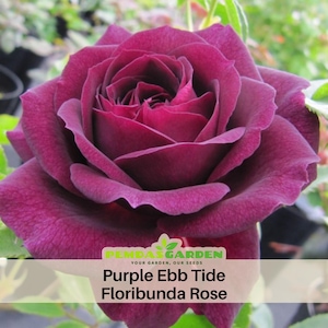 30+ Seeds| Purple Ebb Tide Floribunda Flower Rose Seeds - Authentic Seeds - Perennial~ GMO Free ~Flower seeds~ ~ Asian Garden~ Herbs  #1041