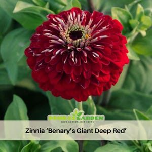 May include: A vibrant deep red Zinnia flower with dense, layered petals and a textured center. The bloom features a gradient of red tones, with lighter highlights near the core. Text at the bottom reads: PEMDAS GARDEN YOUR GARDEN, OUR SEEDS Zinnia ‘Benary’s Giant Deep Red’.