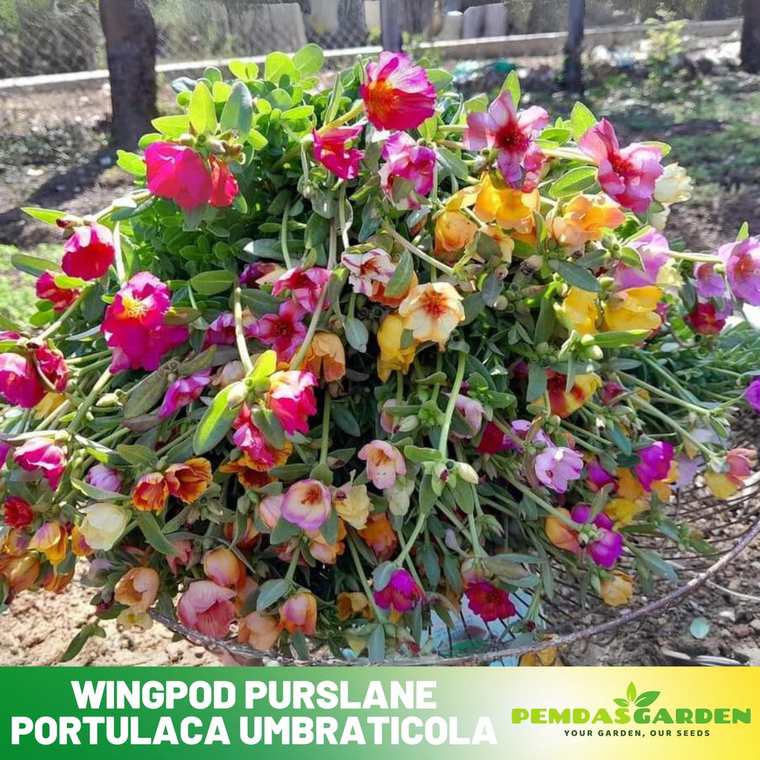 Wingpod Purslane Portulaca Umbraticola Seeds - Purslanes Seeds ...