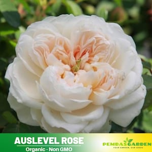 32+ Seeds| グラミス・キャッスル -  AUSlevel Rose Seeds-Perennial -Authentic Seeds-Flowers -Organic. Non GMO-Mix Seeds for Plant-B3G1 #1174