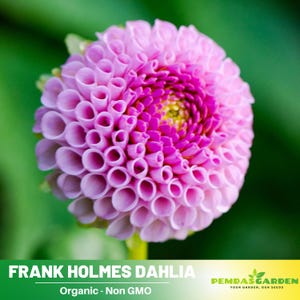 40+ Seeds|  Frank Holmes Dahlia Perennial Seeds - Pollinator Friendly- Open Pollinated - Heirloom - Flower - Mix Seeds to Plant -  #D045