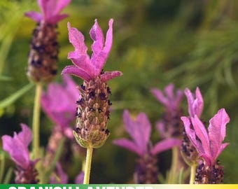 100 Seeds| SPANISH LAVENDER Seeds - Heirloom Flower - Culinary &  Herb - Mosquito Repellent - Pollinator friendly -   #C004