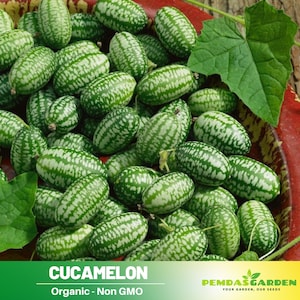 May include: A pile of cucamelon fruits, small, oval-shaped, and green with white stripes. The image includes a leaf and the text "CUCAMELON" and "Organic - Non GMO". The fruits are in a red bowl.
