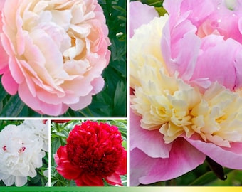 10+Seeds| Lifetime Perennial Peony Collection Seeds- Paeonia - Attract butterflies - Open-Pollinated - Organic - Heirloom -  #B052