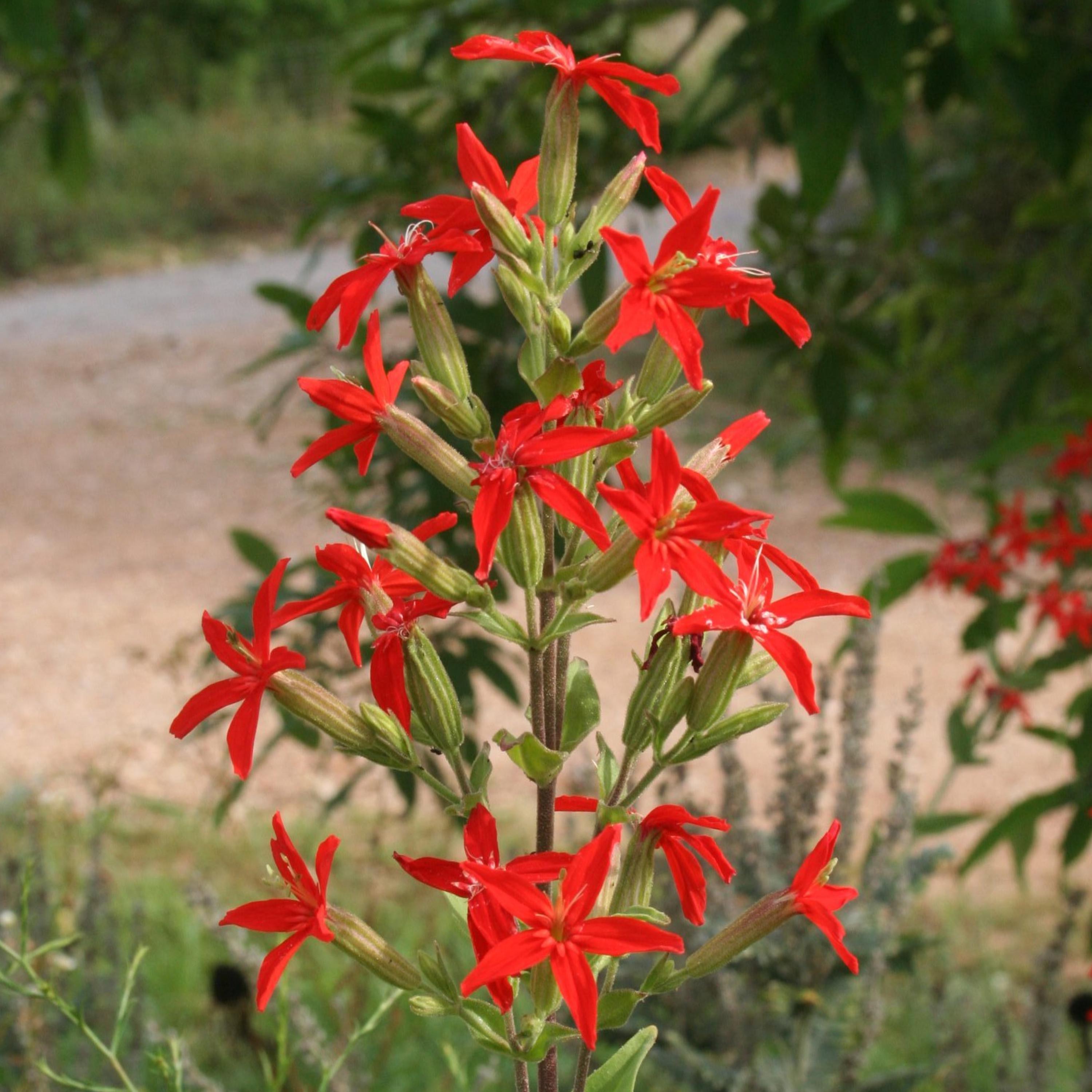 Red Royal Catchfly Seeds – Silene Regia Brilliant Red Perennial ...