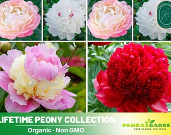 10+Seeds| Lifetime Peony Collection Flower, Herb,GMO Free,B5G1 #B052