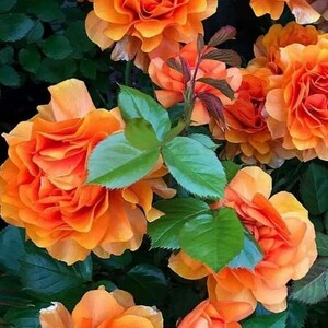 30+ Seeds|orange Climbing Rose Perennial Flower - Authentic Seeds ...