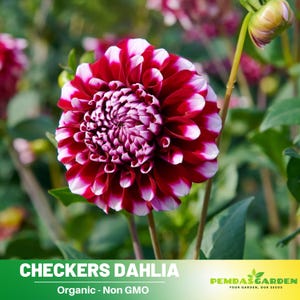 40+ Seeds| Checkers Dahlia Perennial Seeds - Pollinator Friendly- Open Pollinated - Heirloom - Flower Seeds - Mix Seeds to Plant -  #D028