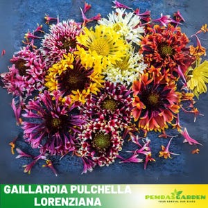 Gaillardia pulchella lorenziana - Authentic Seeds - Perennial ~ GMO Free~~Flower seeds ~ Asian Garden~ Herbs #8076