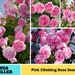see more listings in the BEAUTIFUL ROSE SEEDS section