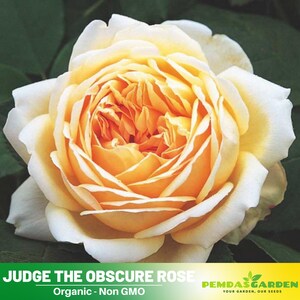 30+ Seeds|  Soft yellow Rose Seeds - Authentic Seeds - Perennial~GMO Free~~Flower seeds ~ Asian Garden~ Herbs  #1121