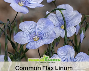 Common Flax, Linum usitatissimum - Authentic Seeds - Perennial ~ GMO Free~~Flower seeds ~ Asian Garden~ Herbs
