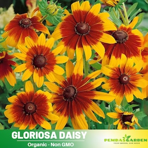 100 Seeds| Gloriosa Daisy Seeds -  Authentic - Open-Pollinated - Organic - Heirloom - Flower Seeds - Mix Seeds to Plant -