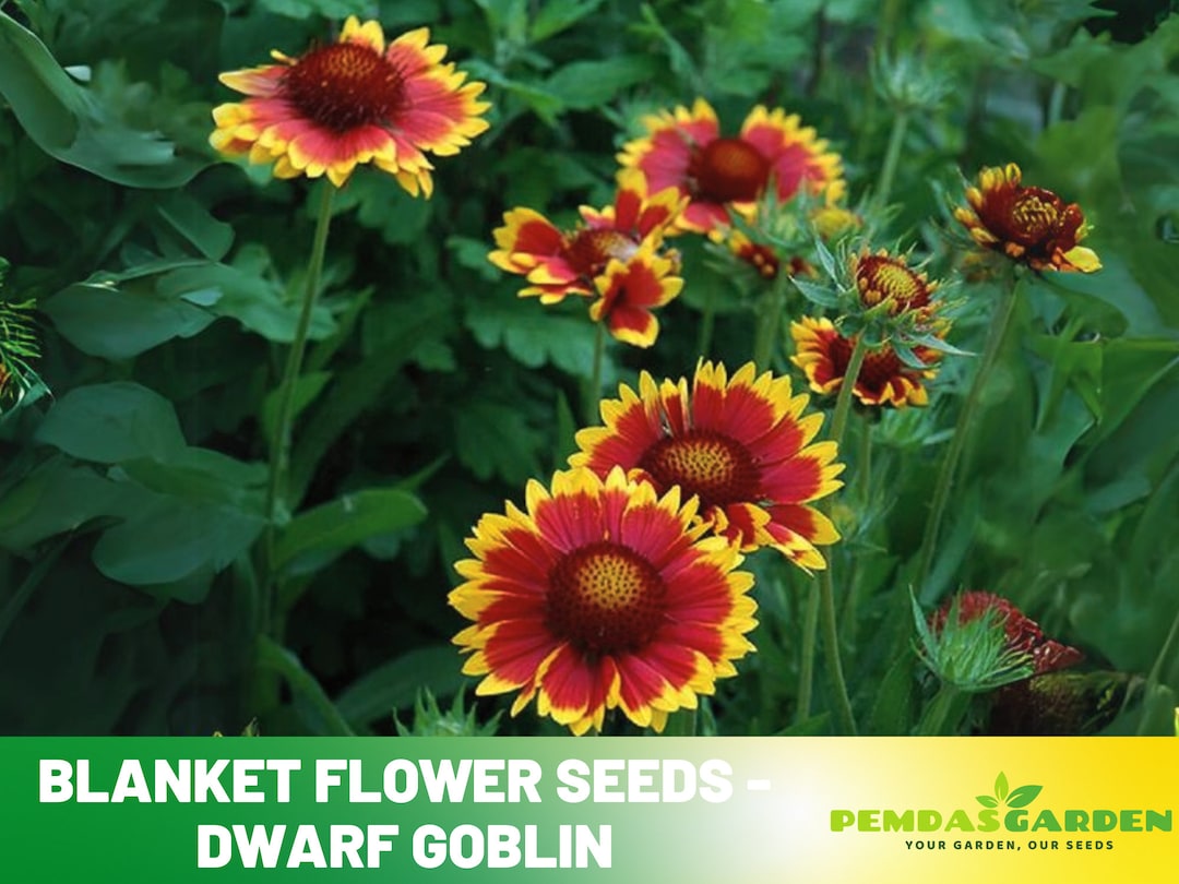 Blanket Flower Seeds Dwarf Goblin Authentic Seeds GMO Freeflower Seeds Asian Garden 8066 Etsy