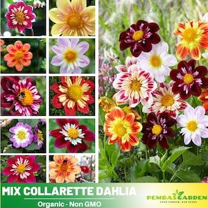 40+ Seeds|  Mix Collarette Dahlia Perennial Seeds - Pollinator Friendly- Open Pollinated - Heirloom - Mix Seeds to Plant -   #D047