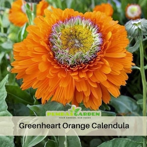 May include: Close-up of a vibrant Greenheart Orange Calendula flower. The flower has bright orange petals surrounding a yellow center with purple and green accents. The image includes the text "Greenheart Orange Calendula".