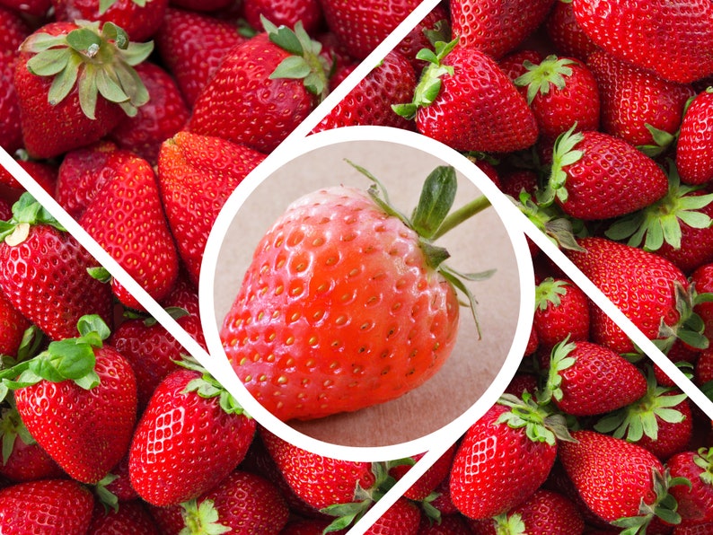 110 seeds Red Strawberry Seeds Authentic Seeds GMO Free SeedsFlower seeds Vegetable seeds Asian Garden Flowers Herbs B5G15006 image 7