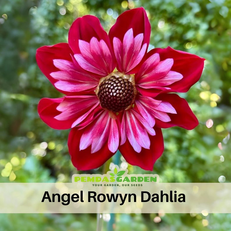 Rowyn Green 40+ Seeds| Angel Rowyn Dahlia Seeds - Pollinator Friendly- Open ...