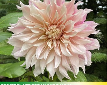 40+ Seeds|  Dinnerplate Break Out Dahlia Perennial Seeds -Pollinator Friendly- Open Pollinated - Heirloom  - Mix Seeds to Plant -  #D032