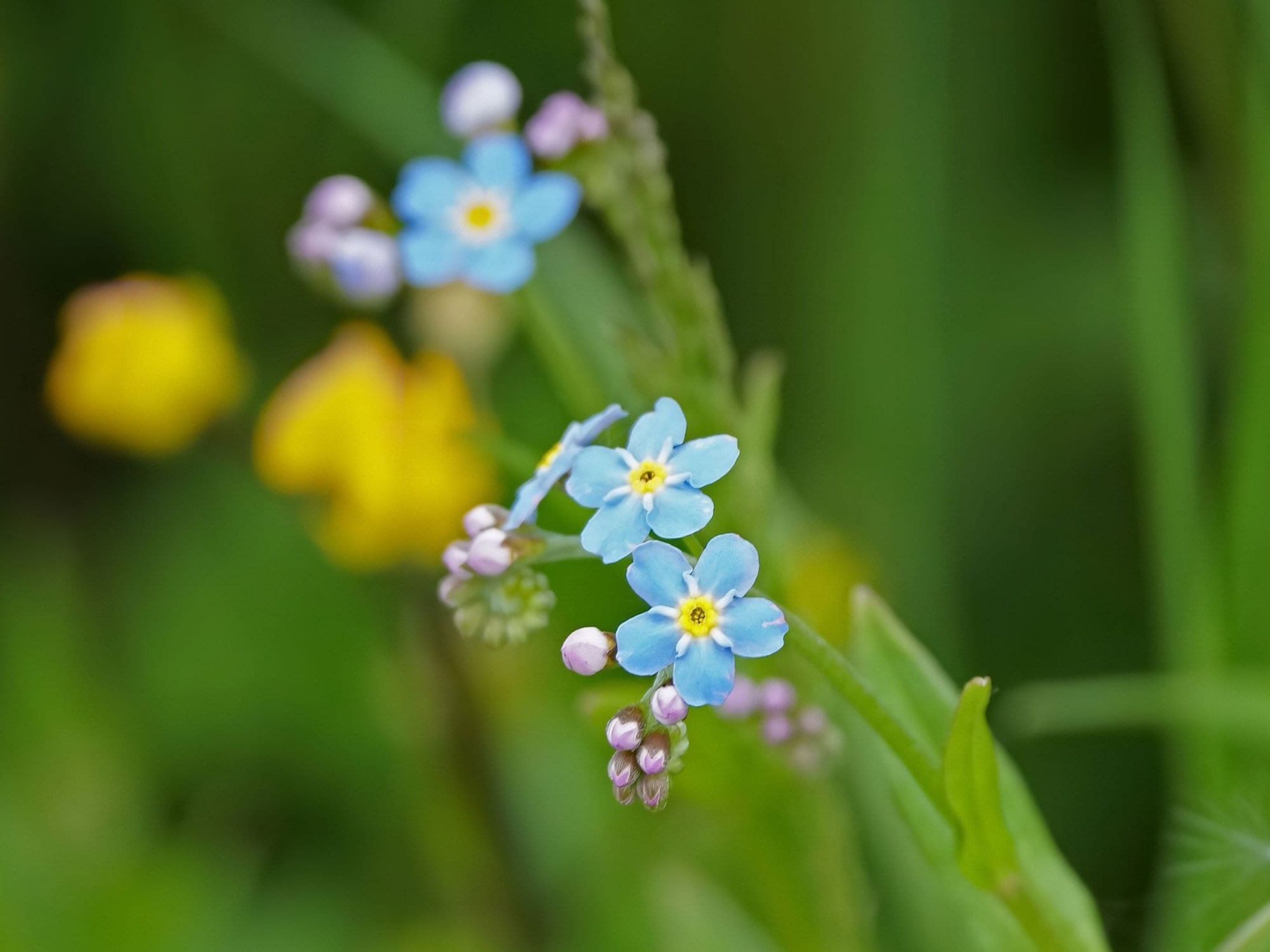 Myosotis Scorpioides (water Forget-me-not) Seeds - Open