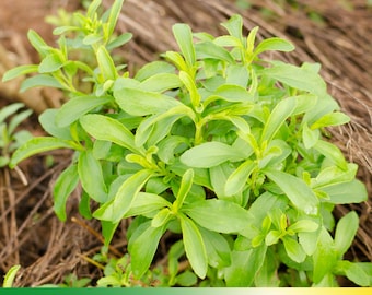 50 Stevia rebaudiana Seeds – Natural Sweet Herb – Organic Non-GMO Seeds for Sugar Substitute, Healthy Herb Plant, Easy Grow Perennial