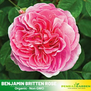 30+ Seeds| Pink English Flower Rose  Seeds - Authentic Seeds - Perennial~GMO Free~~Flower seeds ~ Asian Garden~ Herbs  #1113