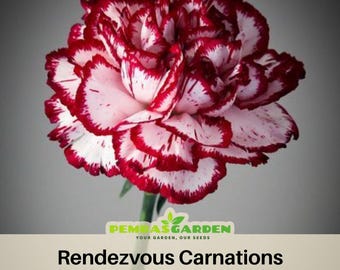 Bicolor Dark Pink Carnations - Dianthus Seeds - Open-Pollinated - Organic - Heirloom - Flower Seeds - Mix Seeds to Plant