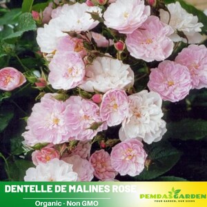 32+ Seeds| Dentelle de Malines Rose Seeds-Perennial -Authentic Seeds-Flowers -Organic. Non GMO-Mix Seeds for Plant-B3G1 #1187