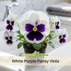 May include: A potted white and purple pansy viola plant. The pansies have white petals with a deep purple center and a yellow center. The text "White Purple Pansy Viola" is at the bottom of the image.