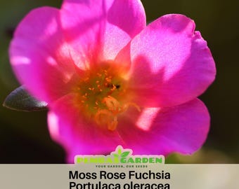 Fuchsia seeds - Portulaca Seeds - Moss Rose Seeds - Purslanes Seeds - Heirloom Succulent- Colorful Flowers- Drought Tolerant