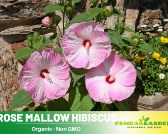 30 seeds| Hibiscus Seeds, Rose Mallow  seeds, - Authentic Seeds ~ GMO Free ~ Seeds~Flower seeds~ Vegetable seeds~ Asian Garden~Herbs B5G1