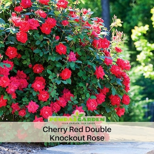 30 +Seeds| red double knockout rose - Authentic Seeds - Perennial~GMO Free~~Flower seeds ~ Asian Garden~ Herbs   #1124