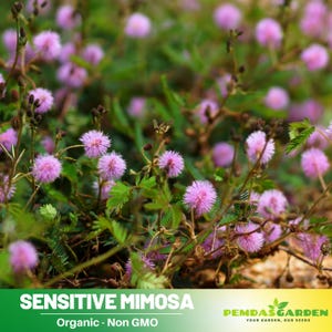 25+ Seeds| Sensitive Mimosa Seeds - Air Purifying- Flowering -Fast Growing - Potted -Evergreen - Plant in Spring or year-round indoors - #80