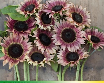 25+ Seeds|Ruby Eclipse Sunflowers Seeds - Helianthus annuus - Open-Pollinated - Organic - Heirloom - Mix Seeds to Plant -  E002