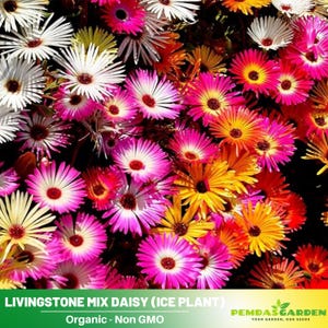100 Seeds| Livingstone Mix Daisy Seeds (Ice Plant) - Open-Pollinated - Organic - Heirloom - Flower Seeds - Mix Seeds to Plant