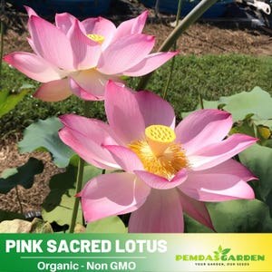 5 Rare Seeds| Pink Sacred Lotus Seeds - Indian Lotus (Nelumbo nucifera) Seeds - Flower Seeds -  #Q003