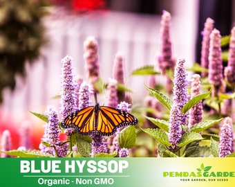 150 Seeds| Blue  Hyssop Seeds- Authentic Seeds ~ GMO Free ~ Seeds~Flower seeds~ Vegetable seeds~ Asian Garden~ Flowers~ Herbs B5G1 #7002