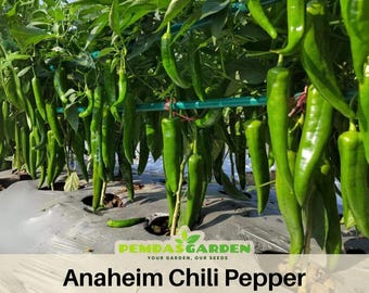15 Seeds|Pepper Anaheim Chili (Capsicum annuum) Seeds-Easy to Grow-Sweet and Mildly Spicy-Authentic -Open-Pollinated -Vegetables Seeds#6038