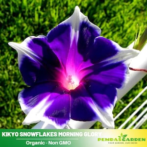May include: A close-up of a white and purple morning glory flower with the text "KIKYO SNOWFLAKES MORNING GLORY Organic - Non GMO" and "PEMDASGARDEN YOUR GARDEN, OUR SEEDS" below the flower.