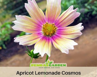 Apricot Lemonade Cosmos Seeds ~ Authentic Seeds ~ GMO Free ~Flower seeds~ Vegetable seeds~ Asian Garden~ Flowers~ Herbs
