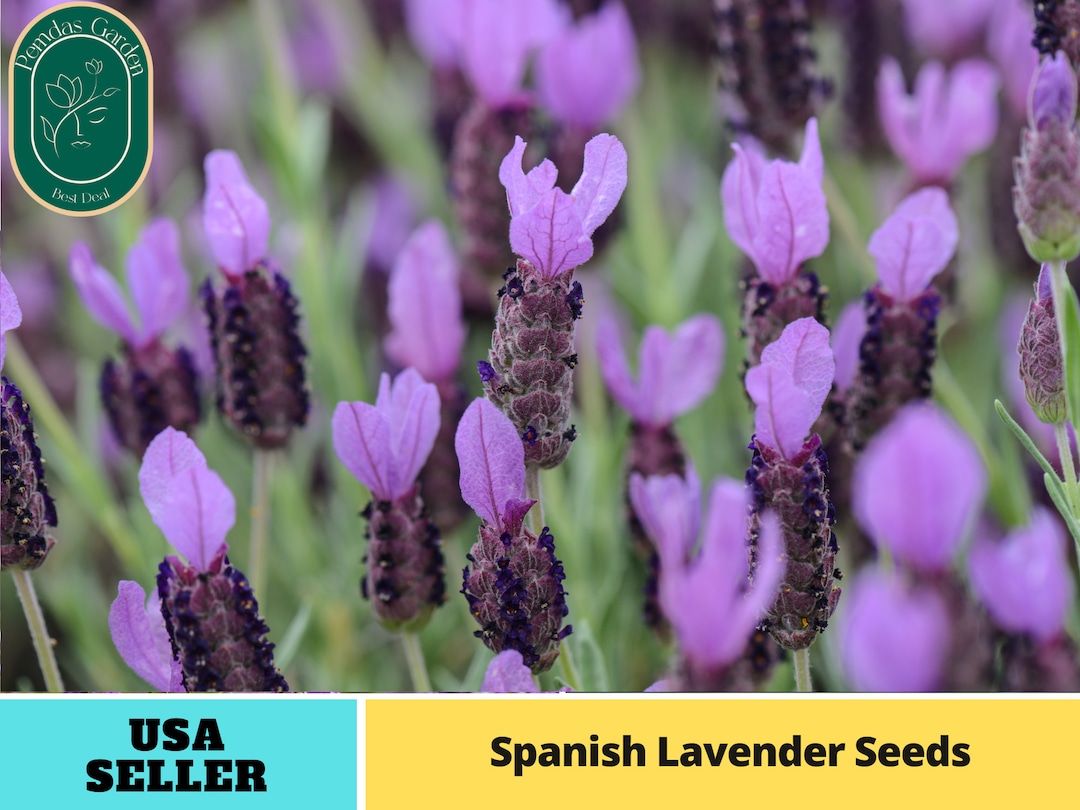 100 Seeds SPANISH LAVENDER Seeds Authentic Seeds Perennial GMO Free