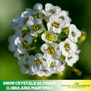 30+ Seeds| Snow Crystals Alyssum (Lobularia maritima) Seeds - Cold Resistant -Open-Pollinating -Drought Tolerant -Plant in Early Spring#305